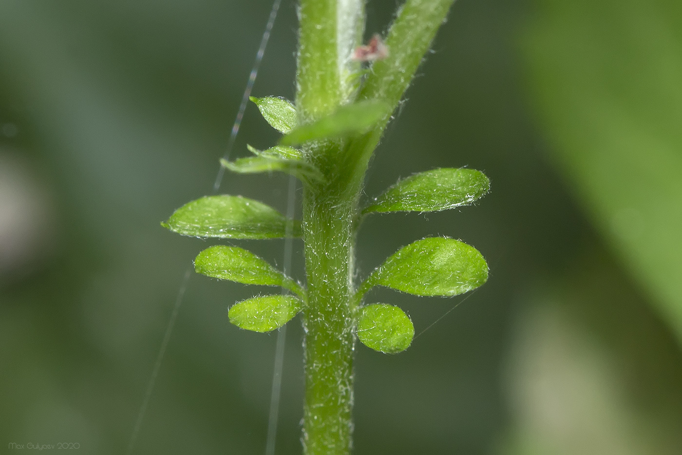 Image of Artemisia vulgaris specimen.