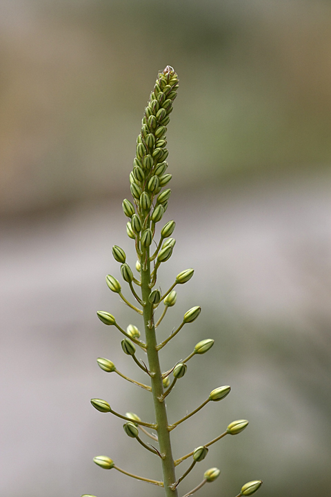 Image of Eremurus soogdianus specimen.