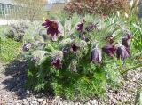 Pulsatilla vulgaris. Цветущее растение. Санкт-Петербург, Ботанический сад БИН РАН, Сад непрерывного цветения (Северный двор). 03.05.2014.