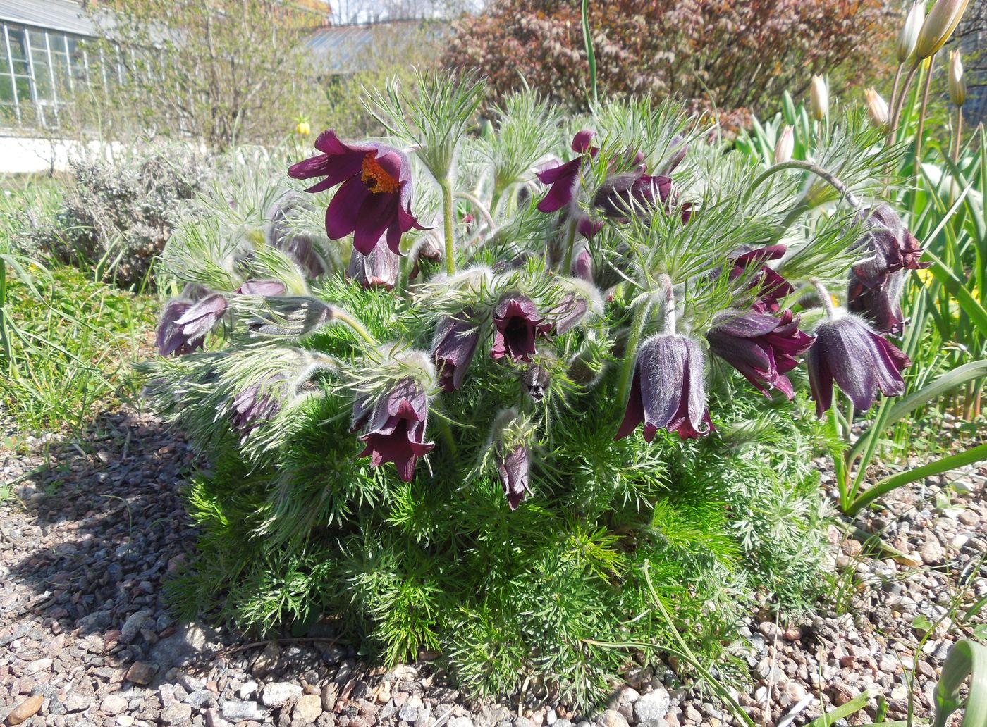 Image of Pulsatilla vulgaris specimen.