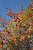 Sorbus aucuparia subspecies glabrata. Часть кроны с соплодиями и листвой в осенней окраске. Мурманск, Первомайский р-н, Долина Уюта, зона декоративного озеленения вдоль пешеходной дорожки. 24.09.2020.