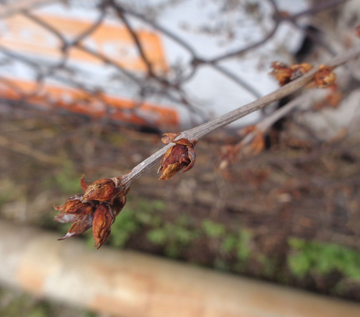 Image of Syringa vulgaris specimen.