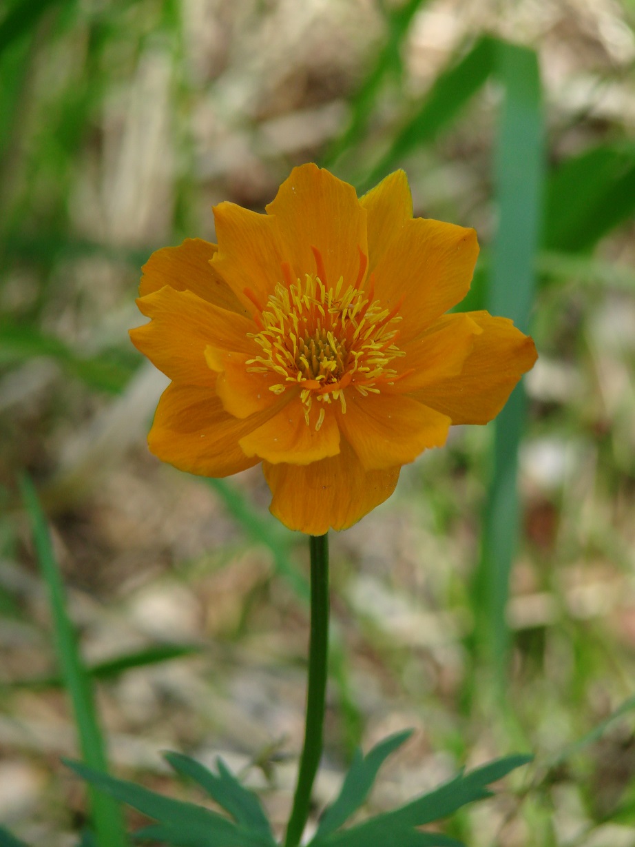 Image of genus Trollius specimen.