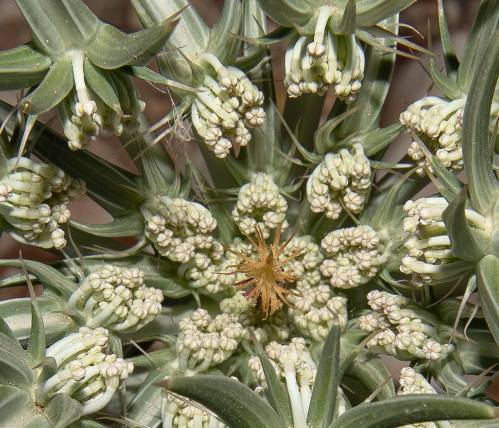 Изображение особи Exoacantha heterophylla.