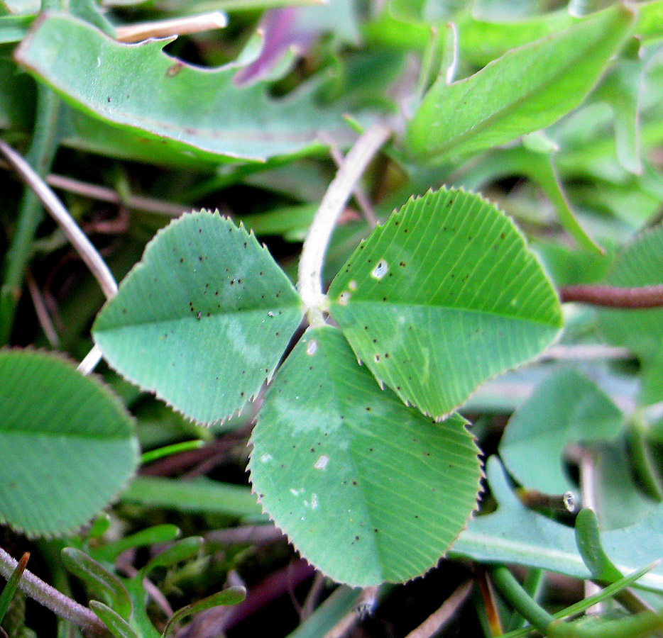 Изображение особи Trifolium repens.