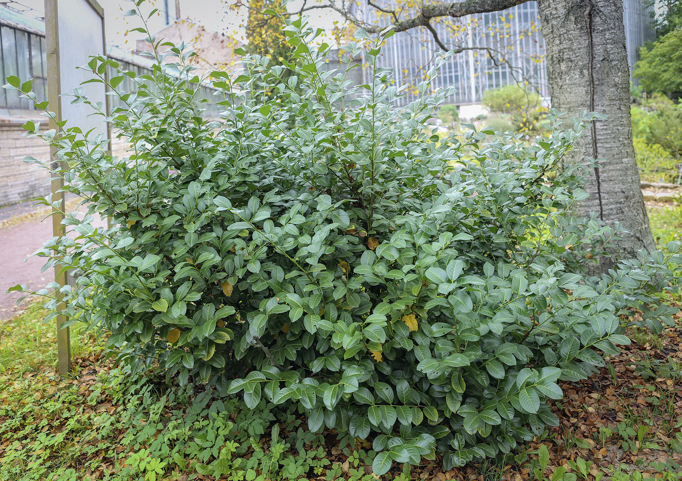 Изображение особи Lauro-cerasus officinalis.
