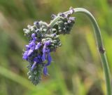 Salvia nutans. Соцветие. Саратовская обл., Хвалынский р-н, окр. г. Хвалынск, Хвалынский горнолыжный курорт, луг на склоне горы. 18.06.2019.