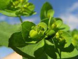 Euphorbia helioscopia