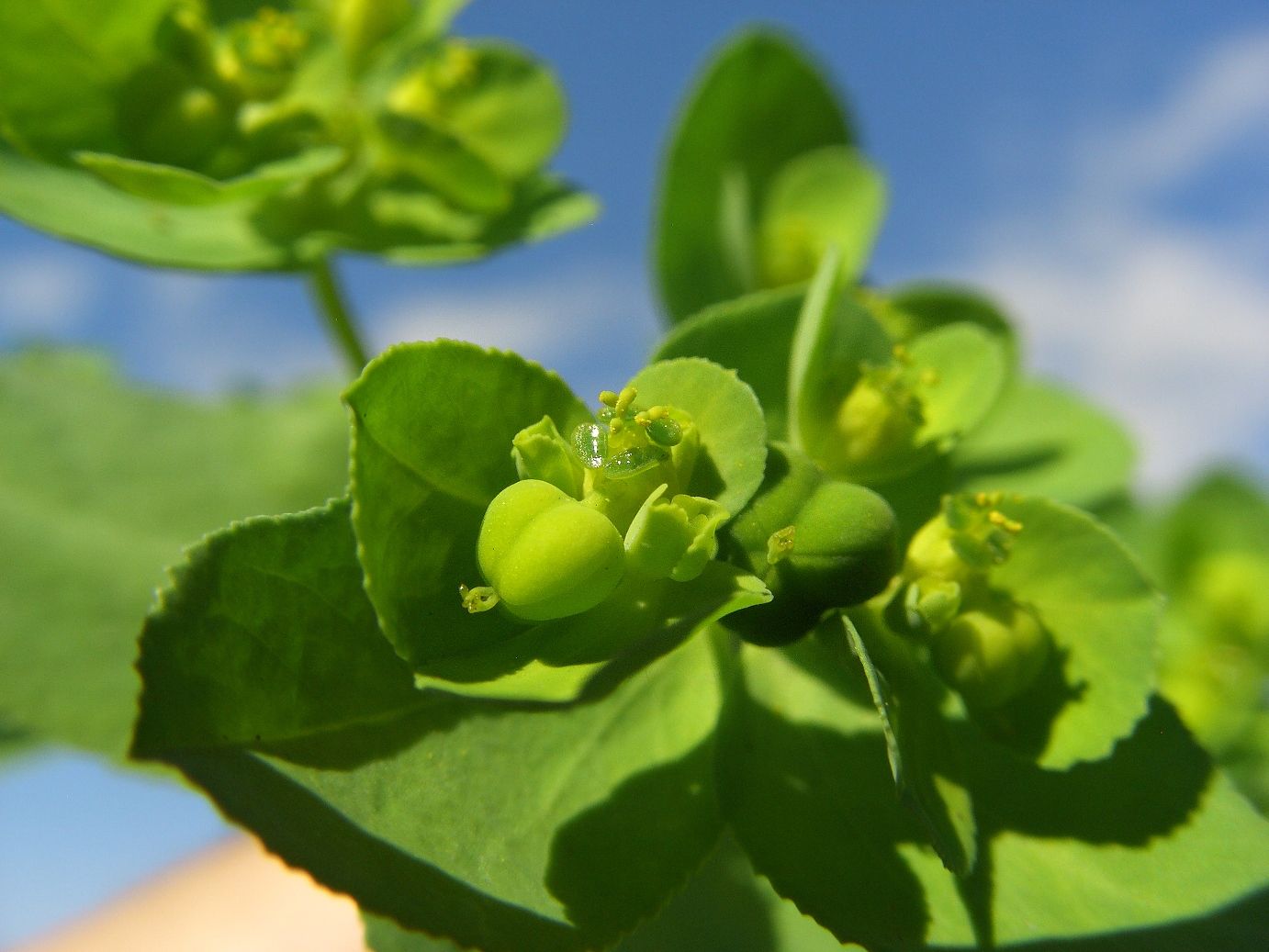 Изображение особи Euphorbia helioscopia.