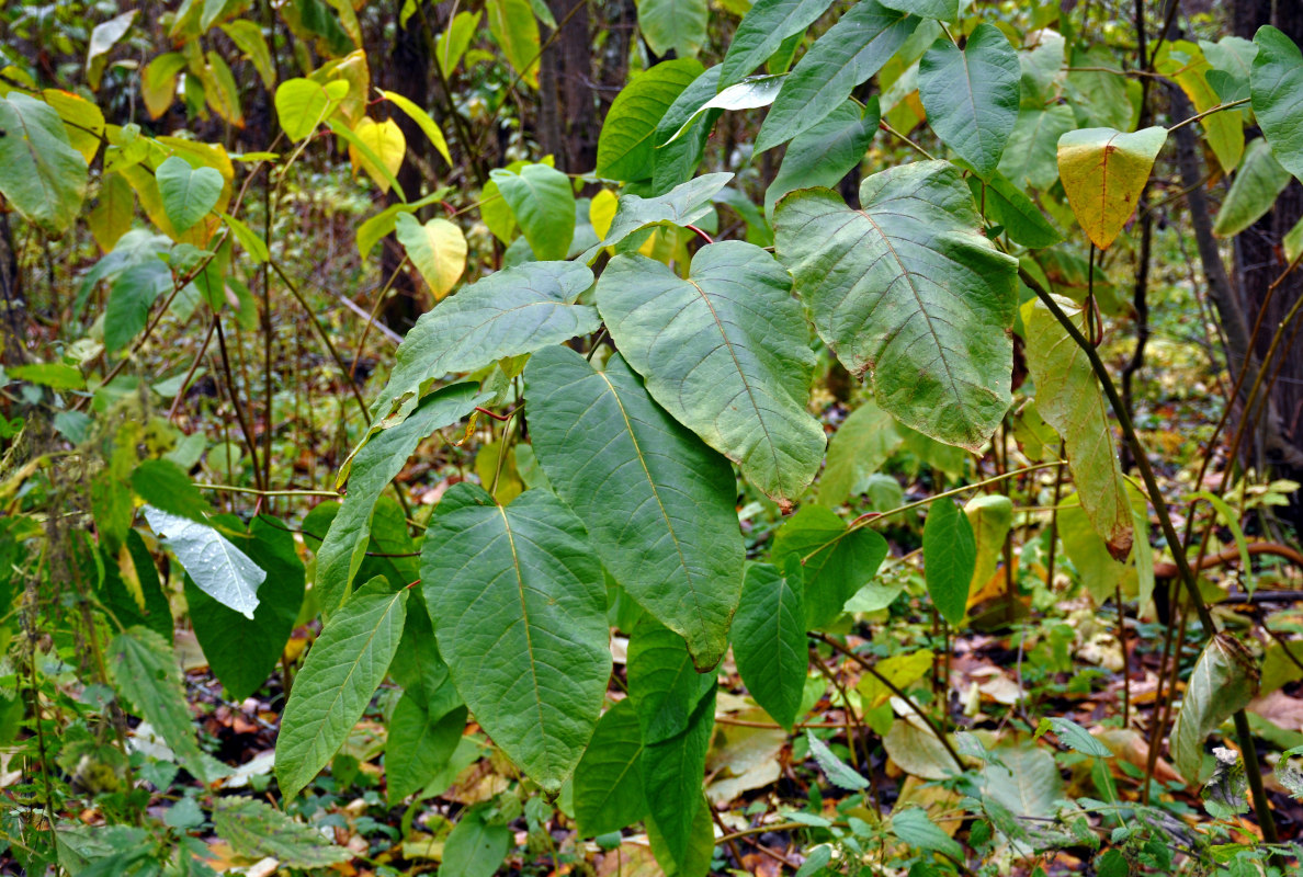 Изображение особи Reynoutria sachalinensis.