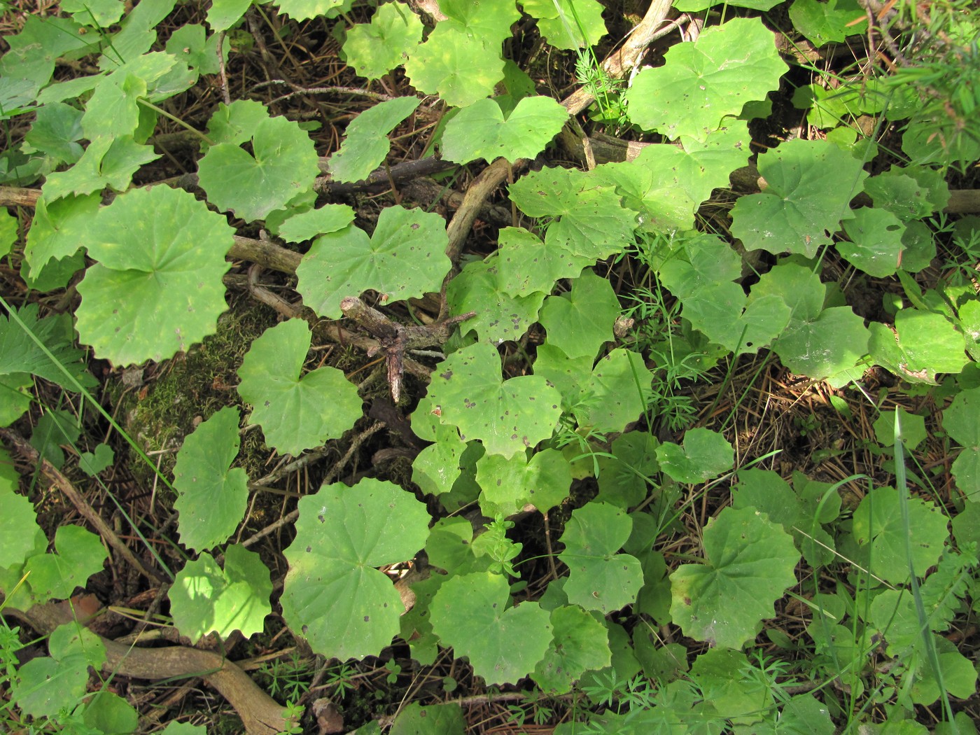 Изображение особи Dolichorrhiza renifolia.