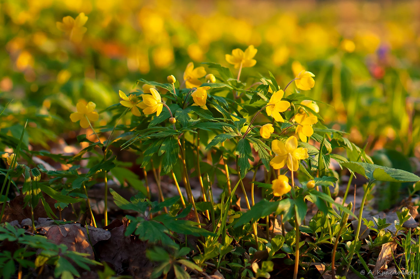 Image of Anemone ranunculoides specimen.