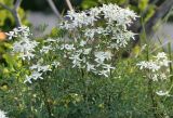 Clematis lathyrifolia