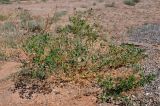 Zygophyllum fabago