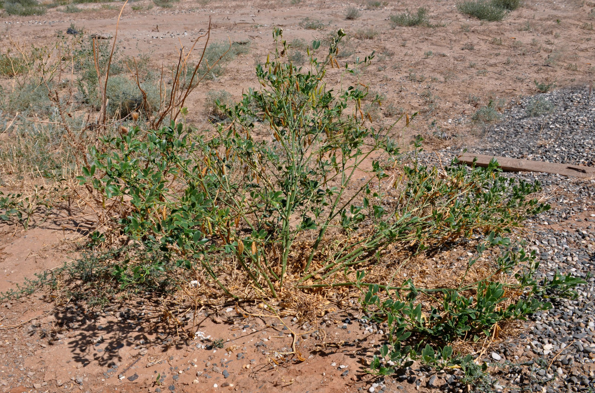 Image of Zygophyllum fabago specimen.