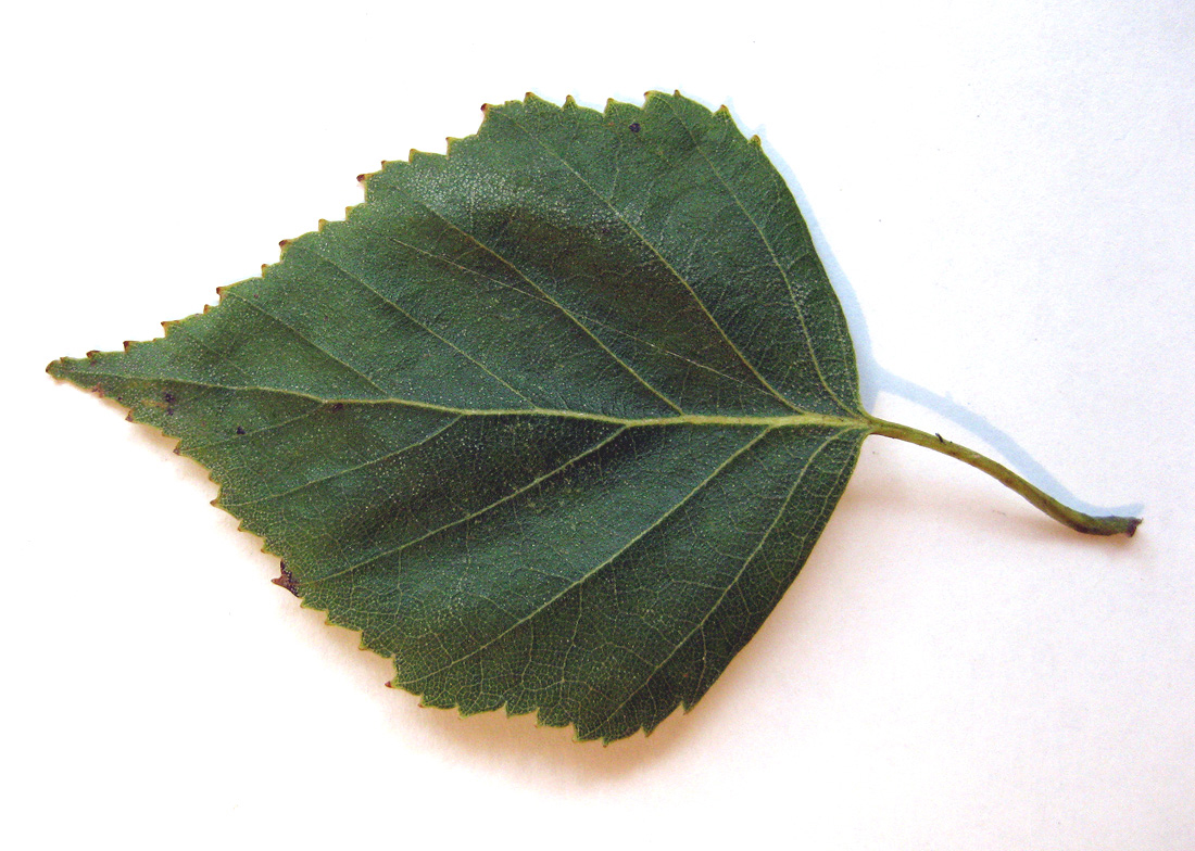 Image of Betula obscura specimen.