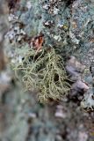 Usnea hirta