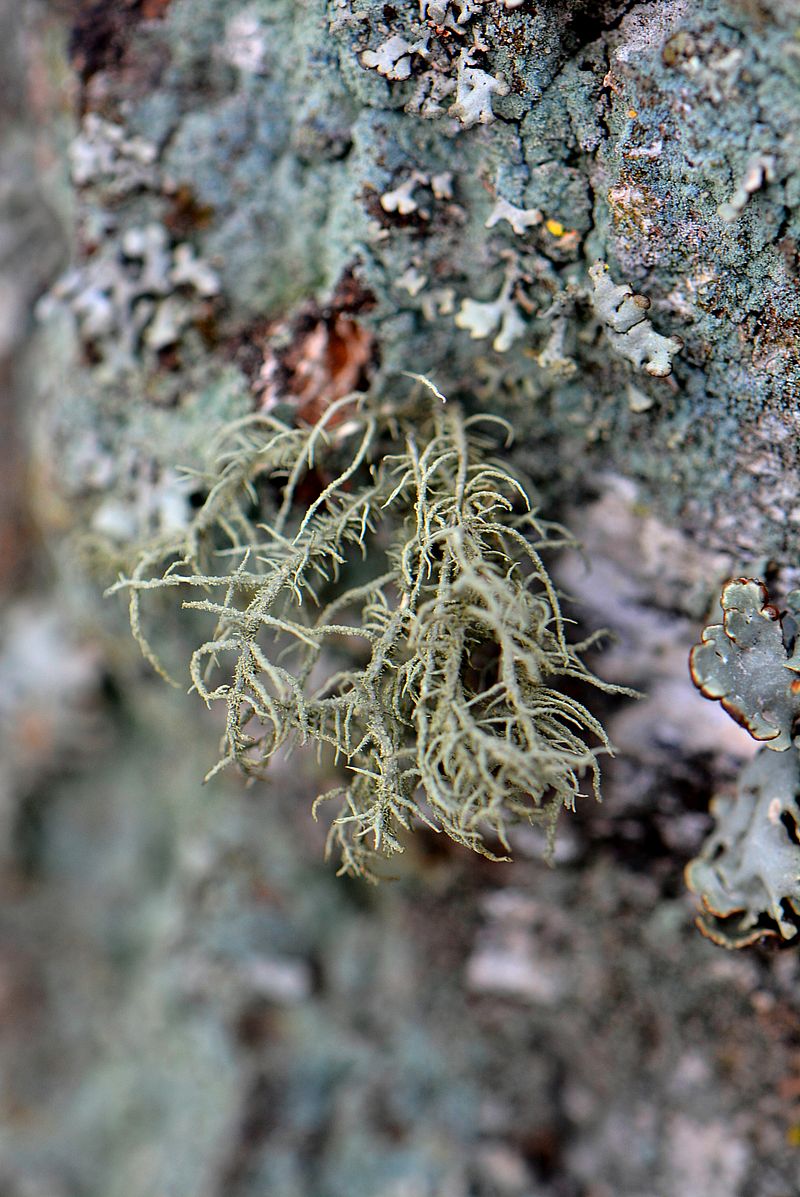 Image of Usnea hirta specimen.