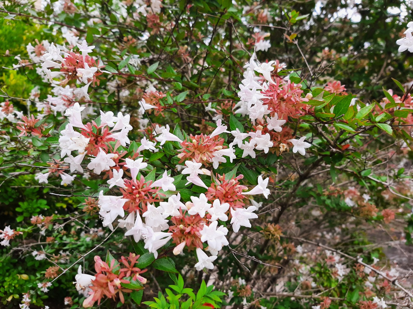 Изображение особи Abelia × grandiflora.