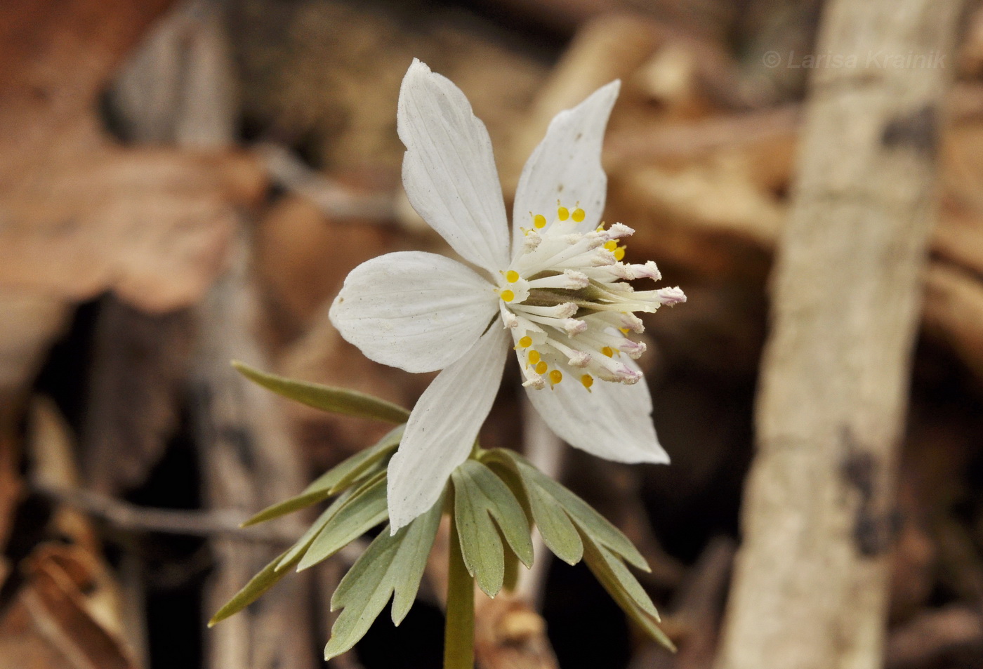 Изображение особи Eranthis stellata.