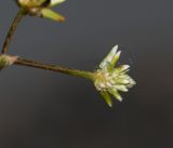 Alternanthera flavescens. Соцветие. Перу, регион Куско, провинция Урубамба, территория археологического комплекса \"Machu Picchu\". 18.10.2019.