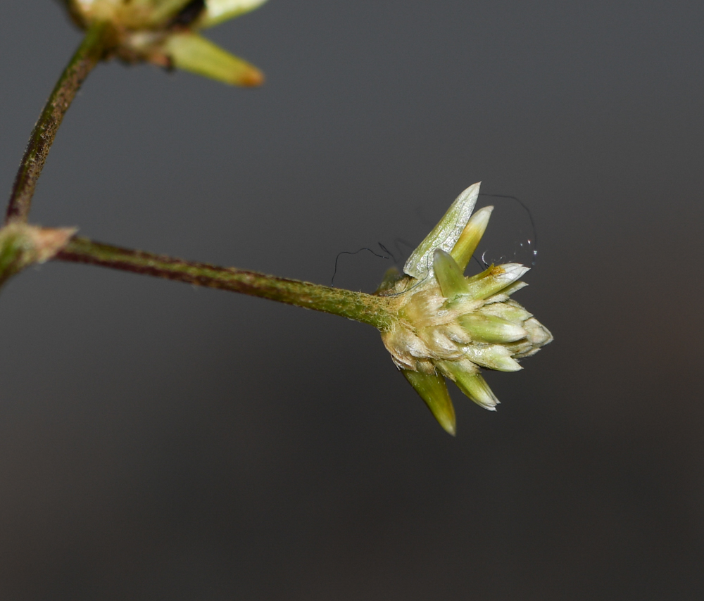 Изображение особи Alternanthera flavescens.