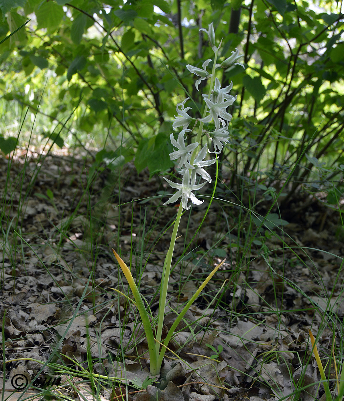 Изображение особи Ornithogalum boucheanum.