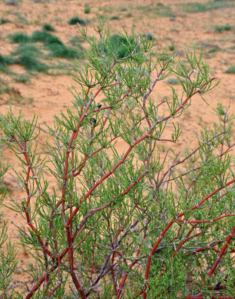 Image of Calligonum aphyllum specimen.