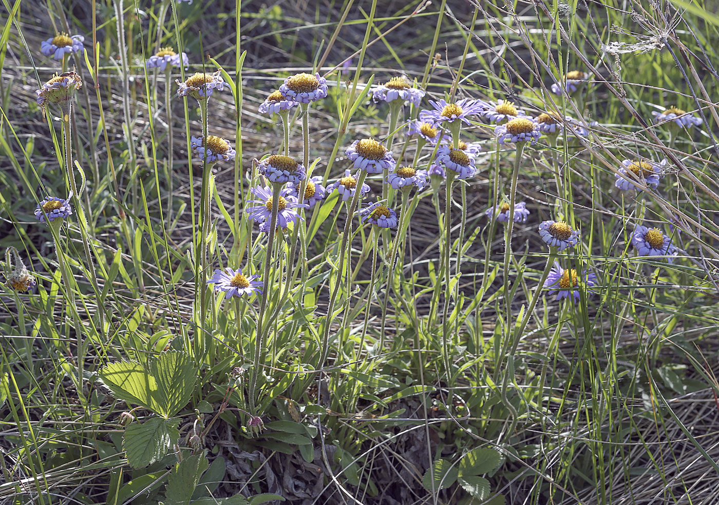 Image of Aster alpinus specimen.