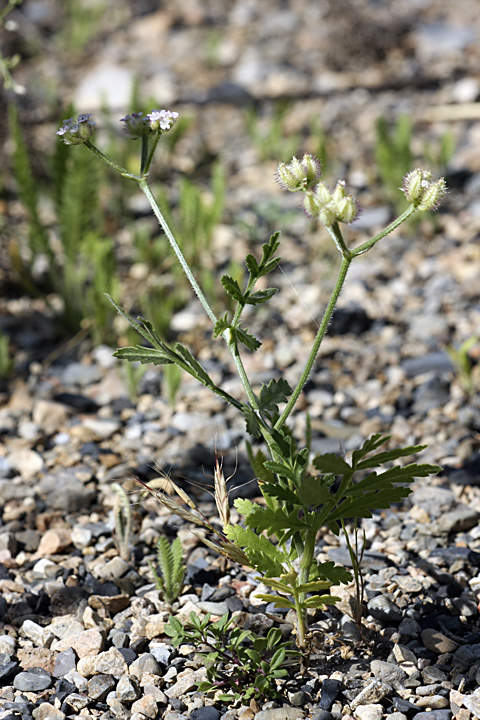Image of Turgenia latifolia specimen.