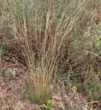 Festuca beckeri