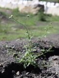 Heliotropium styligerum