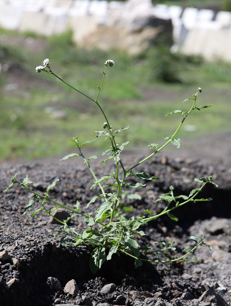 Изображение особи Heliotropium styligerum.