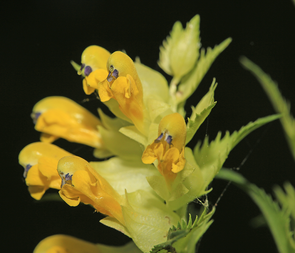 Image of Rhinanthus apterus specimen.