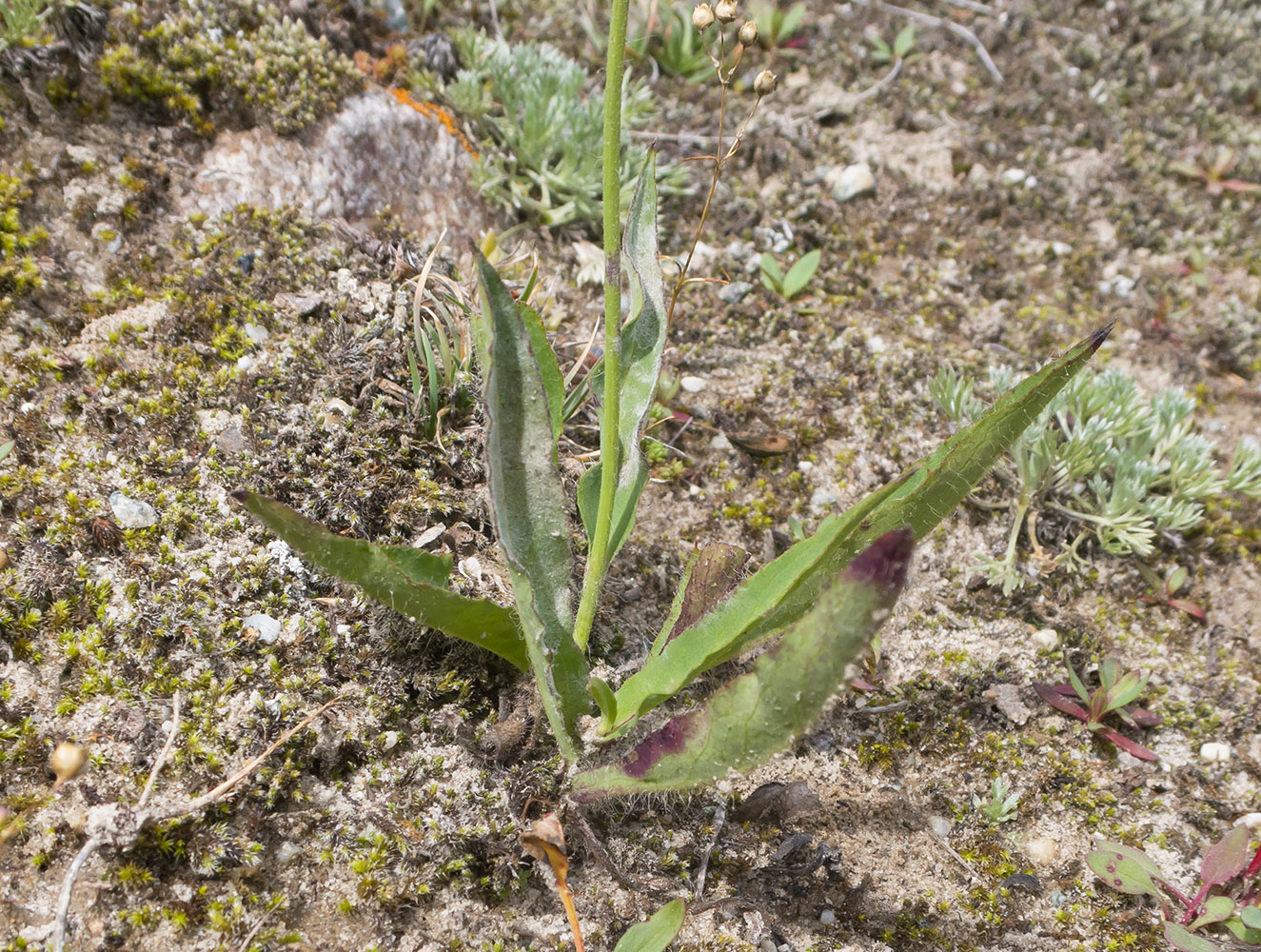 Image of genus Pilosella specimen.