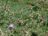 Centaurea calcitrapa. Часть побега с распустившимися и нераспустившимися соцветиями. Крым, подножие горы Демерджи, окр. с. Лучистое, крепость Фуна. 16.07.2021.