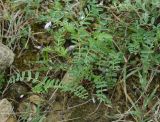 Astragalus guttatus. Цветущее растение. Азербайджан, Гобустанский заповедник. 10.04.2010.
