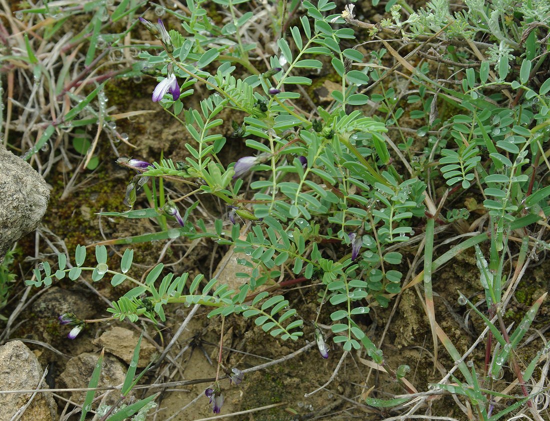 Изображение особи Astragalus guttatus.