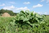 Rumex confertus