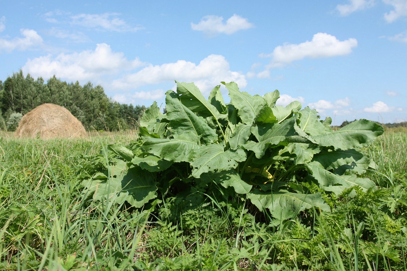 Изображение особи Rumex confertus.