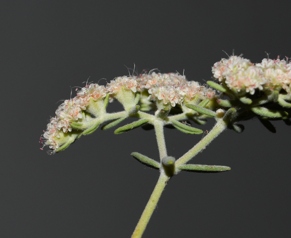 Изображение особи Eriogonum arborescens.