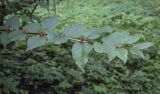 Lonicera ferdinandi