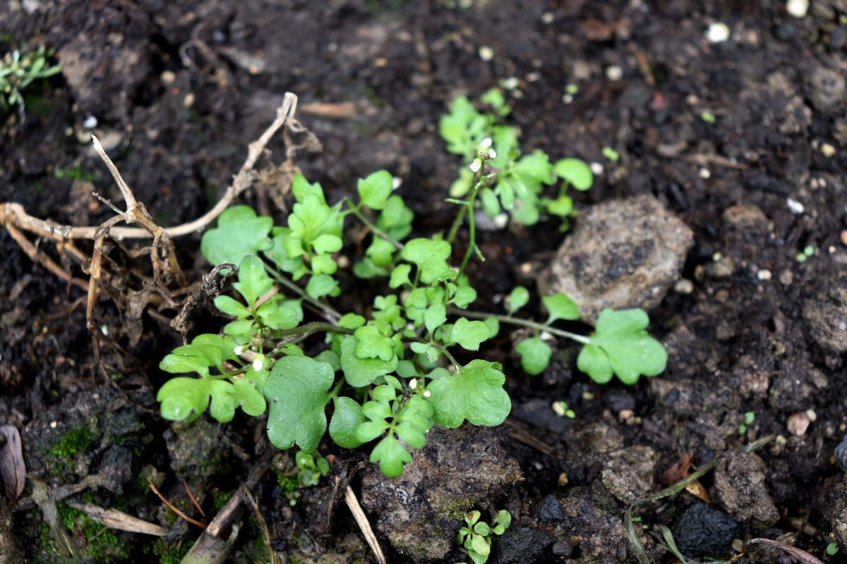 Изображение особи Cardamine occulta.