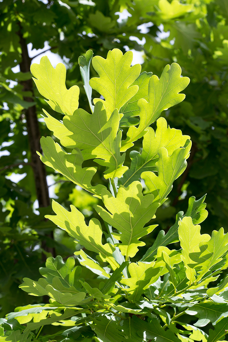 Image of Quercus robur specimen.