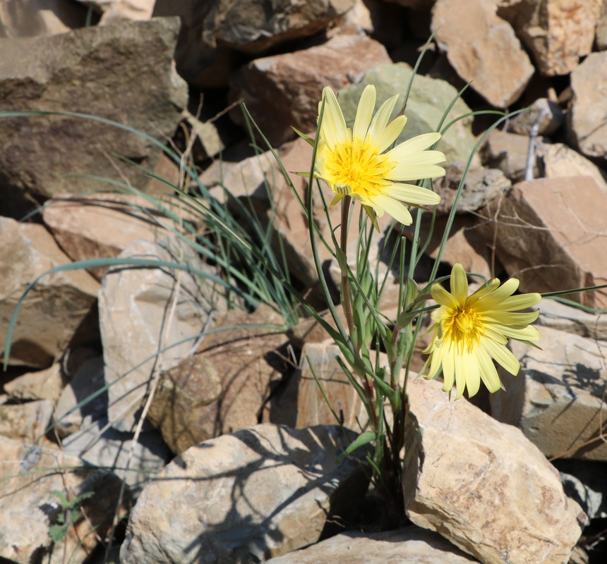 Изображение особи род Tragopogon.