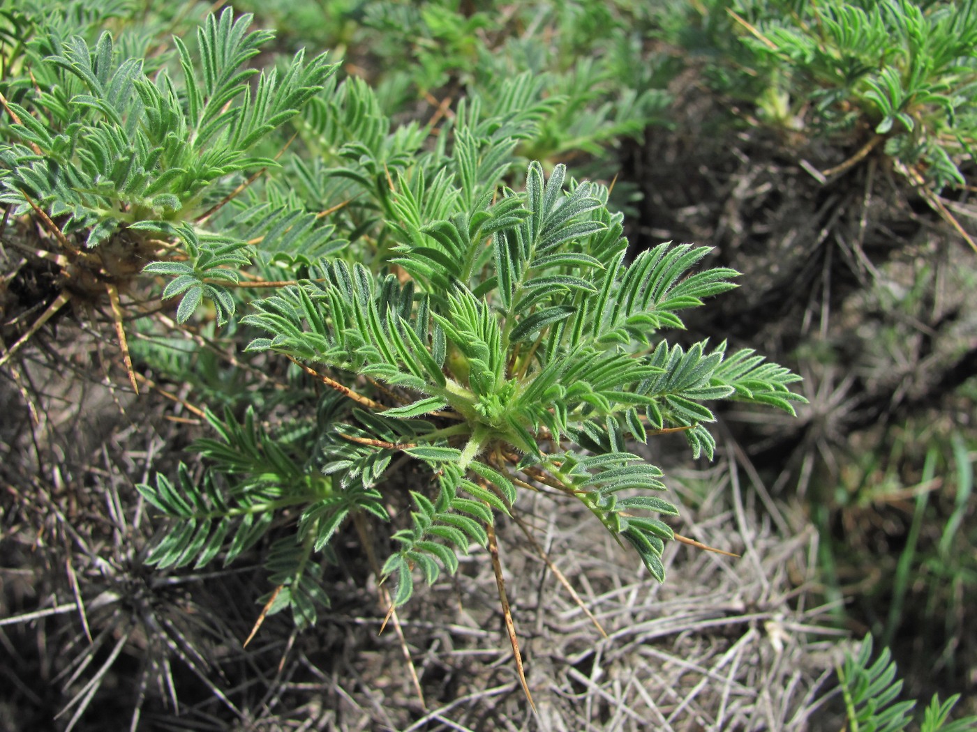 Изображение особи Astragalus denudatus.