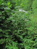 Heracleum chorodanum. Верхушка цветущего и плодоносящего растения. Северная Осетия, гор. округ Владикавказ, долина р. Суаргом, ок. 1200 м н.у.м., опушка леса. 09.07.2021.