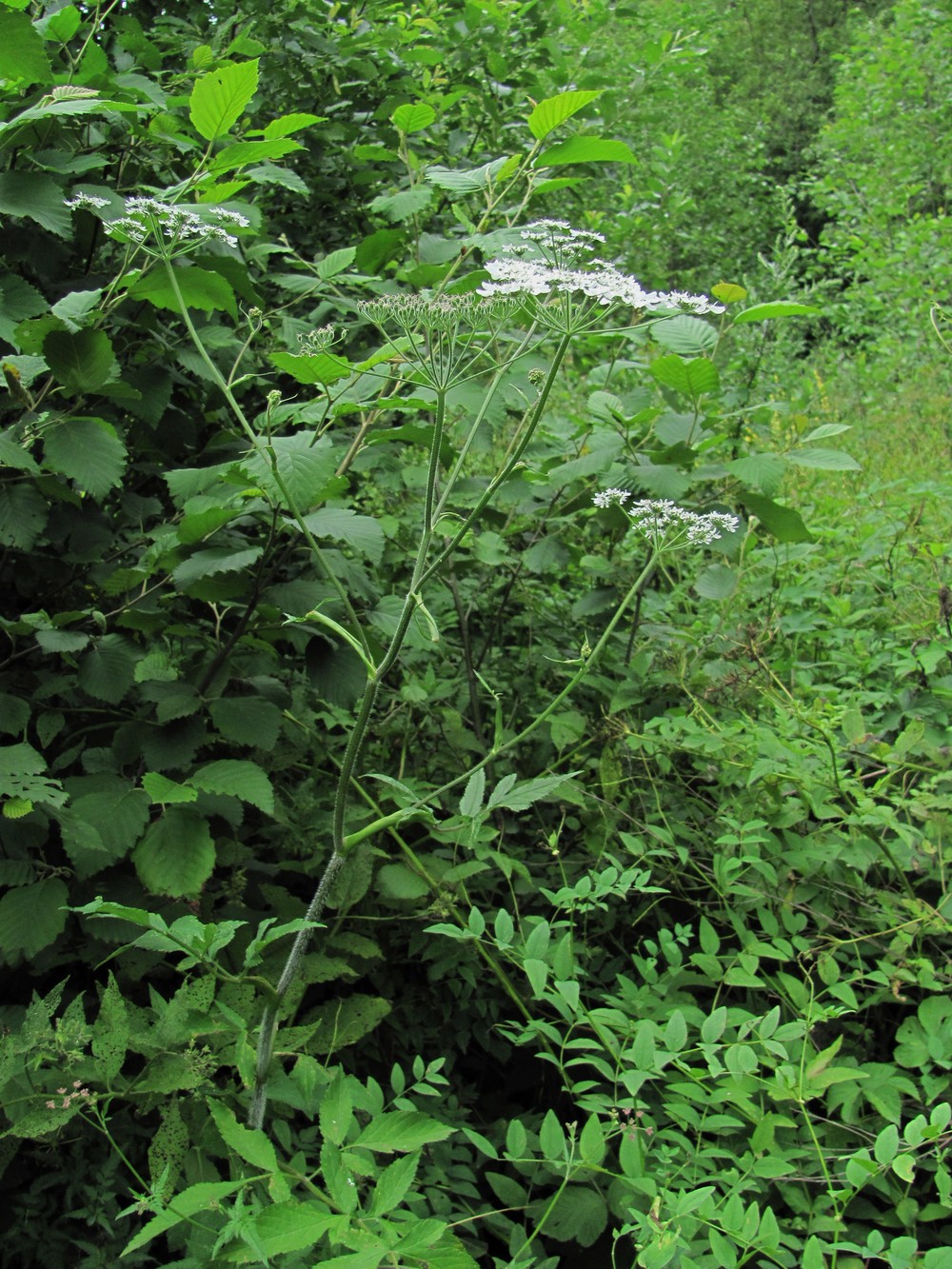Изображение особи Heracleum chorodanum.