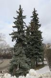 Picea pungens форма glauca. Взрослые растения с шишками. Москва, Якиманка, парк Горького, в культуре. 07.03.2022.