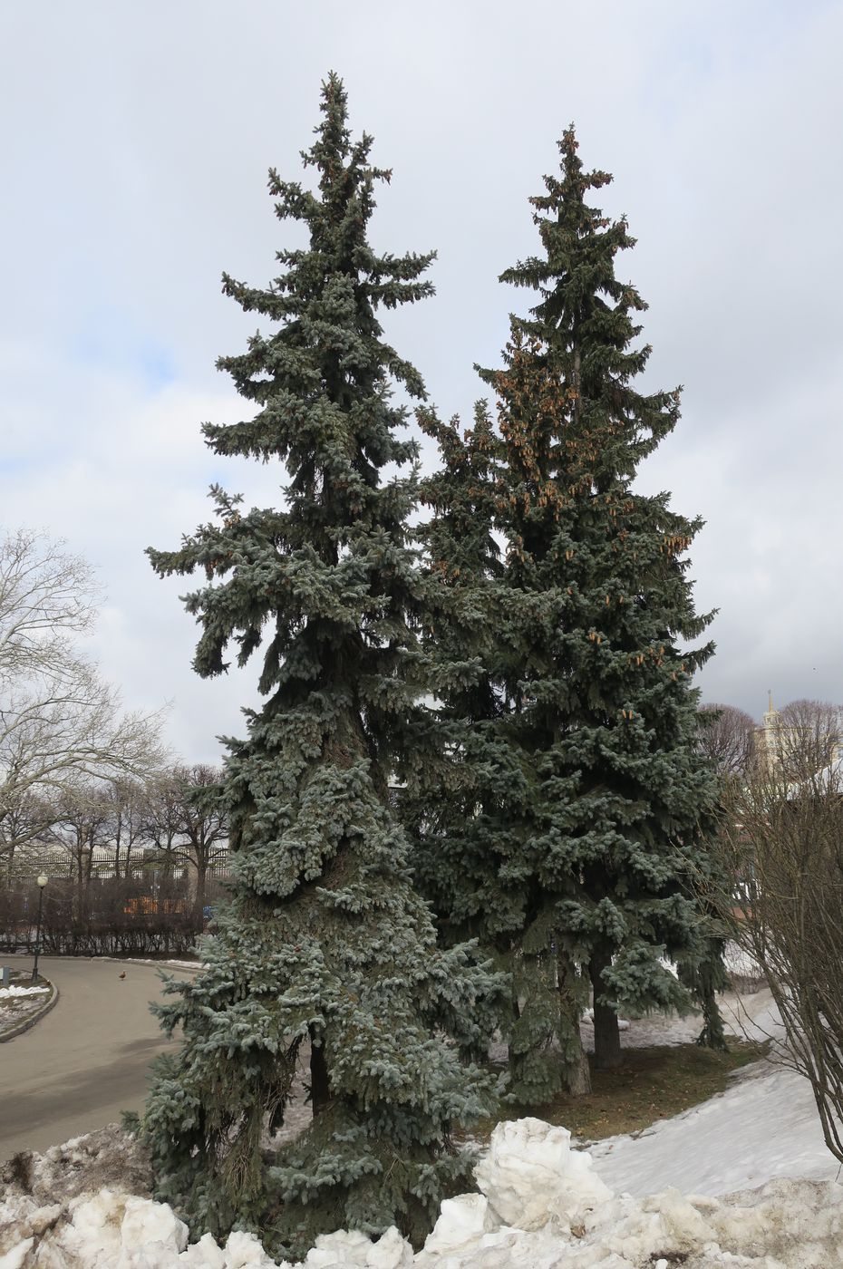 Image of Picea pungens f. glauca specimen.